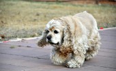 amerikanskiy-koker-spaniel_9