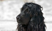 angliyskiy-koker-spaniel_10