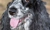 angliyskiy-koker-spaniel_11