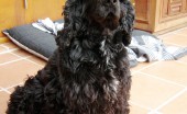 angliyskiy-koker-spaniel_12