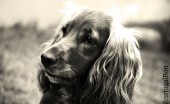 angliyskiy-koker-spaniel_13