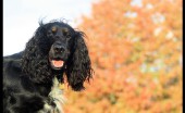 angliyskiy-koker-spaniel_1