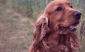 angliyskiy-koker-spaniel_2