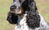 angliyskiy-koker-spaniel_4