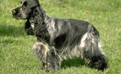 angliyskiy-koker-spaniel_5