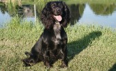 angliyskiy-koker-spaniel_6