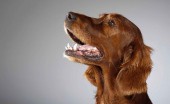 angliyskiy-koker-spaniel_7