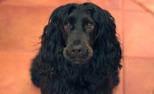 angliyskiy-koker-spaniel_8