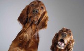 angliyskiy-koker-spaniel_9