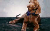 Labrador_10