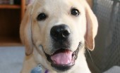 Labrador_11