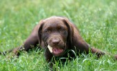 Labrador_12