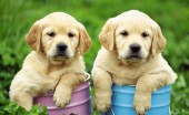 Labrador_13