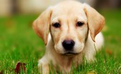 Labrador_14