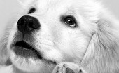 Labrador_16
