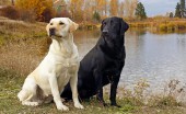 Labrador_17