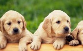 Labrador_18