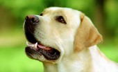 Labrador_19