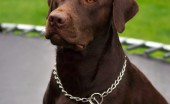 Labrador_1