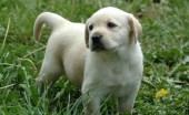 Labrador_20