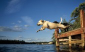 Labrador_21