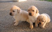 Labrador_22