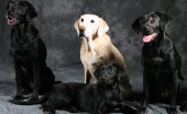 Labrador_23