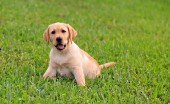 Labrador_24
