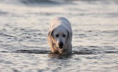 Labrador_25