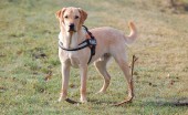 Labrador_2