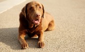 Labrador_3
