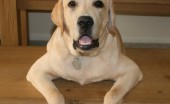 Labrador_5