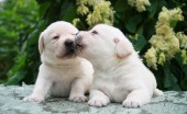 Labrador_6