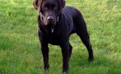 Labrador_7