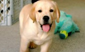 Labrador_8