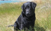 Labrador_9