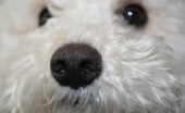 boloniez_4