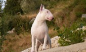 bulterier_13