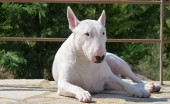 bulterier_14