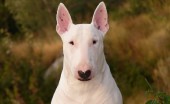 bulterier_15