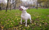 bulterier_23