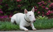 bulterier_26
