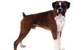 bokser_28