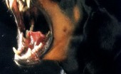 doberman_10
