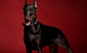 doberman_11