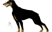 doberman_12