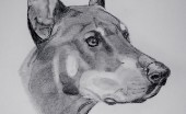 doberman_13
