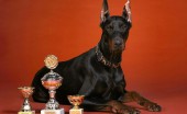doberman_14