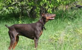 doberman_15