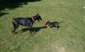 doberman_17